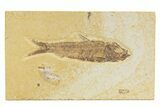 Detailed Fossil Fish (Knightia) - Wyoming #345366-1